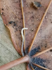 Fridericia ratzeli