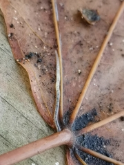 Fridericia ratzeli