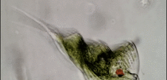 Phacus helicoides