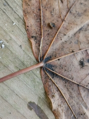 Fridericia ratzeli