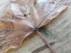 Fridericia ratzeli