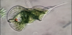 Phacus helicoides