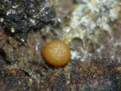 Hemitrichia lutescens