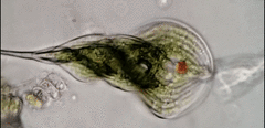 Phacus helicoides