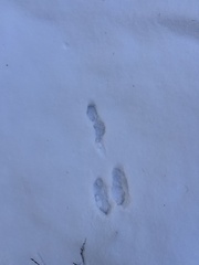 Lepus americanus