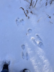 Lepus americanus