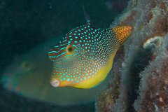 Canthigaster solandri