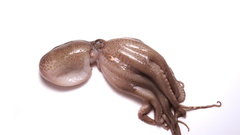 Amphioctopus fangsiao