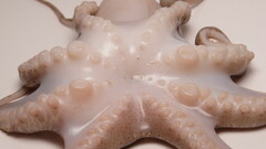 Amphioctopus fangsiao