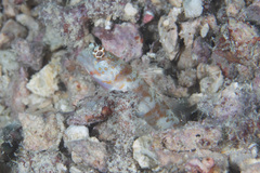 Amblyeleotris periophthalmus