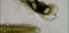 Phacus helicoides