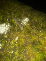 Meghimatium pictum