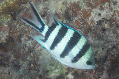 Abudefduf sexfasciatus
