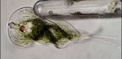 Phacus helicoides