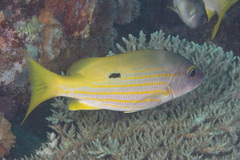Lutjanus fulviflamma