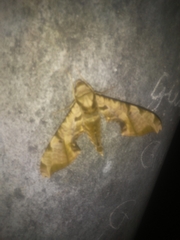 Protambulyx eurycles