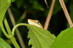 Anolis krugi