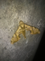 Protambulyx eurycles