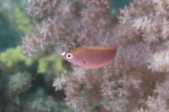 Cirrhilabrus punctatus