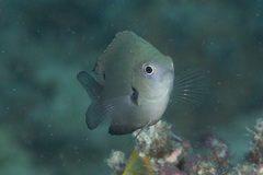 Pomacentrus microspilus