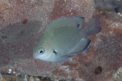 Pomacentrus microspilus