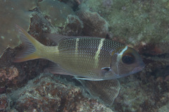 Monotaxis heterodon