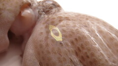 Amphioctopus fangsiao