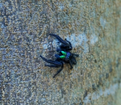 Phidippus audax