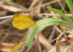 Eurema floricola ceres