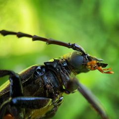 Prionus insularis