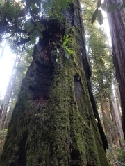 Dendroalsia abietina