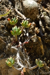 Sedum corynephyllum