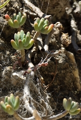 Sedum corynephyllum