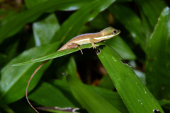 Anolis krugi