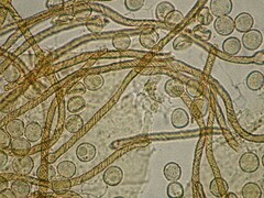 Hemitrichia lutescens