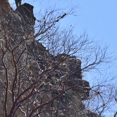 Bursera morelensis