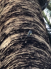 Cyanistes teneriffae teneriffae