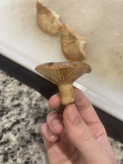 Lactarius chelidonium