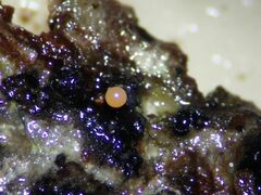 Hemitrichia lutescens