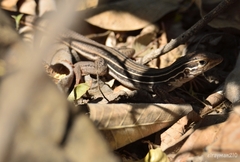 Aspidoscelis gularis