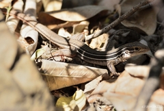 Aspidoscelis gularis