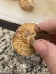 Lactarius chelidonium