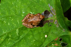 Eleutherodactylus antillensis