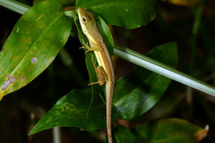 Anolis krugi