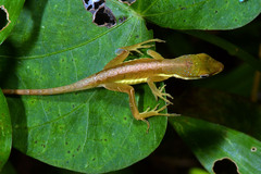 Anolis krugi