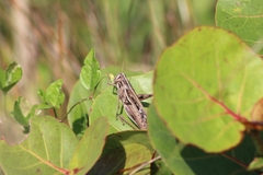 Schistocerca serialis cubense