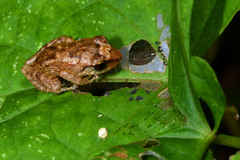 Eleutherodactylus antillensis