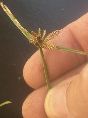 Cyperus sanguinolentus