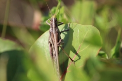 Schistocerca serialis cubense