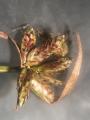 Cyperus sanguinolentus